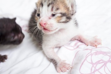Fototapeta na wymiar 7 days old tabby kitten