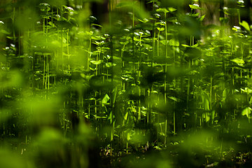 abstract green background with numbers