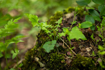 green plant growing in the ground