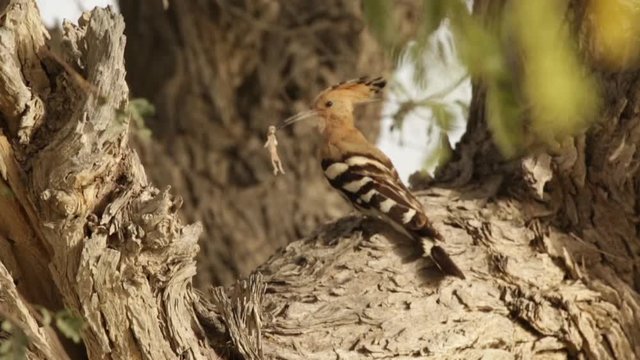 A Eurasian Hoopoe sitting on a branch of a pine-tree