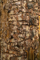 tree bark texture
