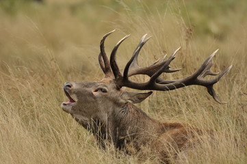 Red deer cervus elaphus in autumn colours