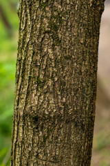 bark of a tree texture