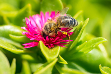 A bee collecting pollen on red. Macro photography