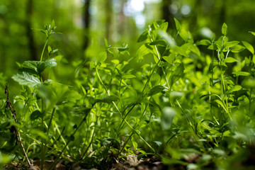 close up of green leaves