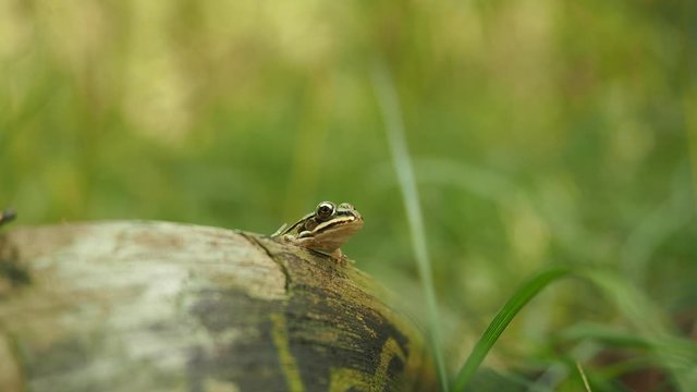 Edible frog in the natural habitat in HD VIDEO. Beautiful young green common water frog - Pelophylax esculentus - sitting on the broken tree trunk on the grass in the forest. Close-up.