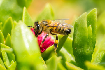 A bee collecting pollen on red. Macro photography