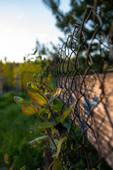 green grass in the morning