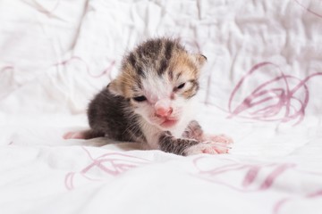 Fototapeta na wymiar Newborn domestic or tabby kitten