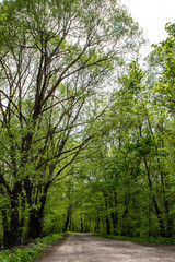 road in the forest spring