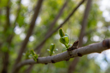 green leaves on a tree