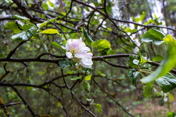 apple tree flower in the wind