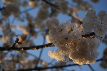 white cherry blossom with backround light
