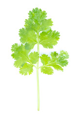 parsley isolated on white background