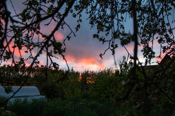 sunset in the forest