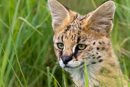 Ngorongoro, Tanzania - January 24 2020: Serval Leptailurus serval, adult staring intently