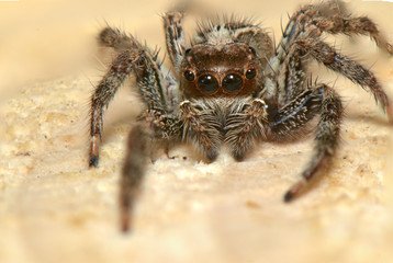 spider predatory insect
