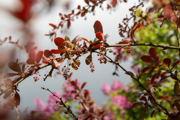 cherry blossom in spring