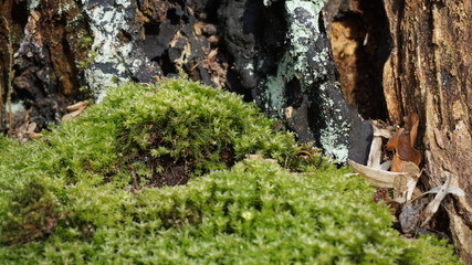 moss in front of rotting wood