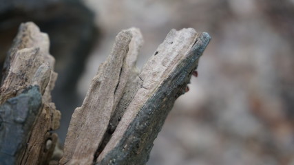 old wood