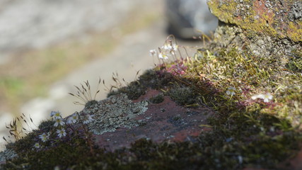 moss on a brick