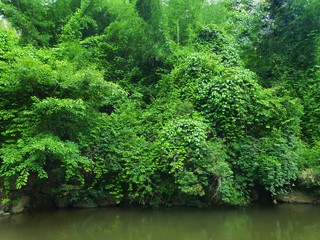 Forest on the riverside in Kanchanaburi, Thailand.