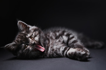 Studio shot of adorable scottish black tabby kitten on dark background.