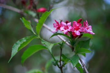 Close up of red Bristol Ruby Weigela buds. Selective focus and close-up beautiful bright pink flowers against the evergreen in the ornamental garden.