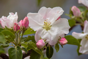 Buds on an Apple tree. Spring. Small red buds bloom and foliage background. Blooming Apple tree.