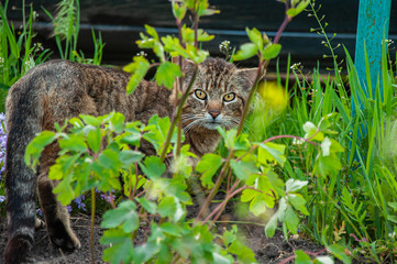 Adult tiger cat in green grass with a harsh facial expression in summer afternoon. The cat is...