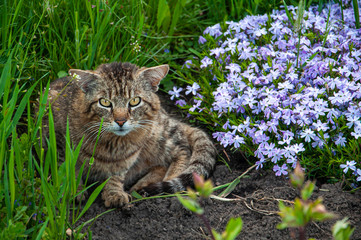 Naklejka na ściany i meble Vzroslyy tigrovyy kot lezhit na zemle s tsvetami v letniy polden'.64/5000.Adult tiger cat lies on the ground with flowers in the summer afternoon