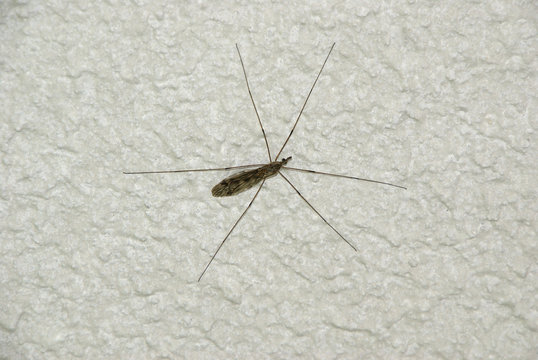 Kohlschnake Tipula sp 2020016 