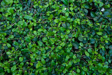 Fototapeta na wymiar Natural green grass background texture .Side view
