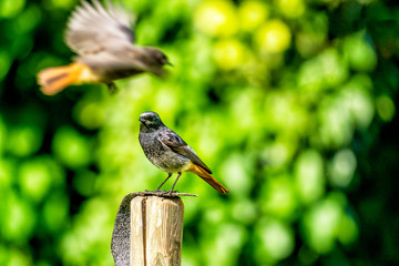 Männlicher Hausrotschwanz auf dem Ansitz und vorbeifliegender weiblicher vogel