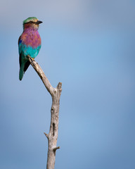 lilac breasted roller