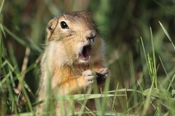 Mammal eating seeds through grass