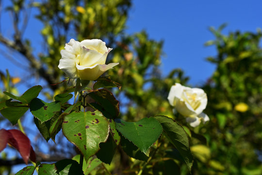Planta de un rosal enferma con la mancha negra causada por hongos.  La manchas aparecen primero en la parte superior superior de las hojas para luego extenderse al tallo y otras zonas de la planta. 