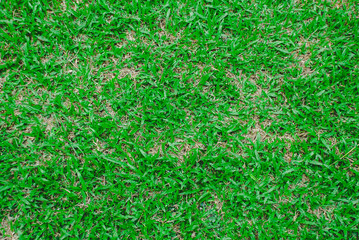 Natural green grass background texture .Top view