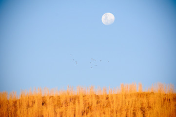moon and grass