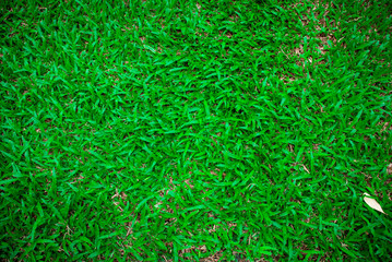 Natural green grass background texture .Top view