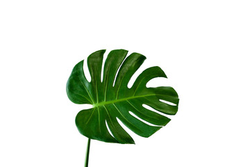 Mooie tropische Monstera blad geïsoleerd op een witte achtergrond voor ontwerpelementen, Flat lay