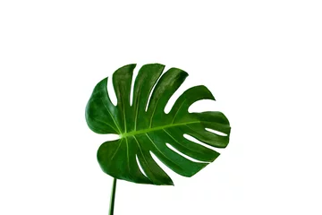 Foto op Aluminium Monstera Mooie tropische Monstera blad geïsoleerd op een witte achtergrond voor ontwerpelementen, Flat lay