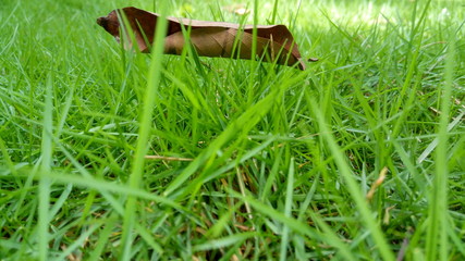 natural world