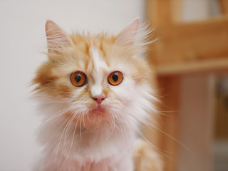Close-up shot Persian kitten sitting and look, select focus shallow depth of field