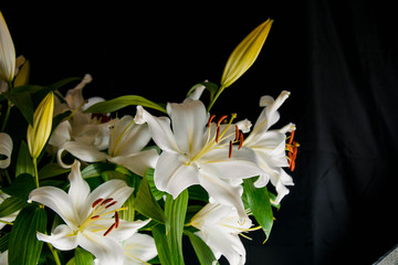 Lily branch in the rays of light on a black background. delicate, white flower. contours of a flower in atmospheric dark photography. flowers for the holiday, advertising, gift.