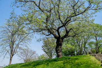 丘の上で見上げる大きな桜の新緑の葉が眩しい