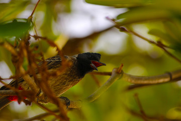 bulbul closeup