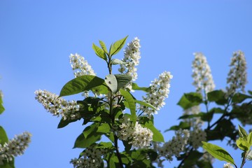 blossoming apple tree