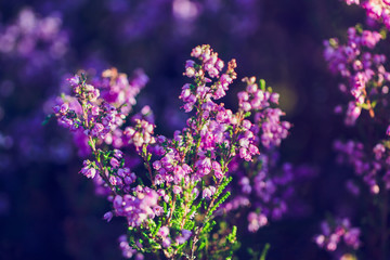 Blühende Heide