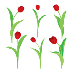 Tulip. Realistic flat style tulips set.